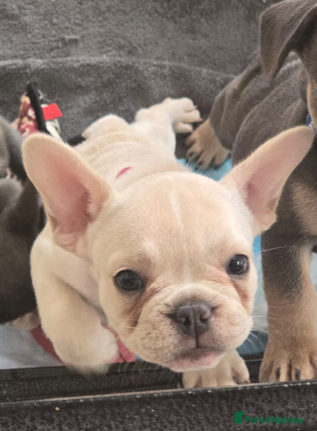 French Bulldog dogs for sale:  French bulldogs looking for their forever home in Lincoln - Image 15