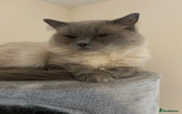 Ragdoll cats for sale: Adult Male Ragdoll Cat - Image 3