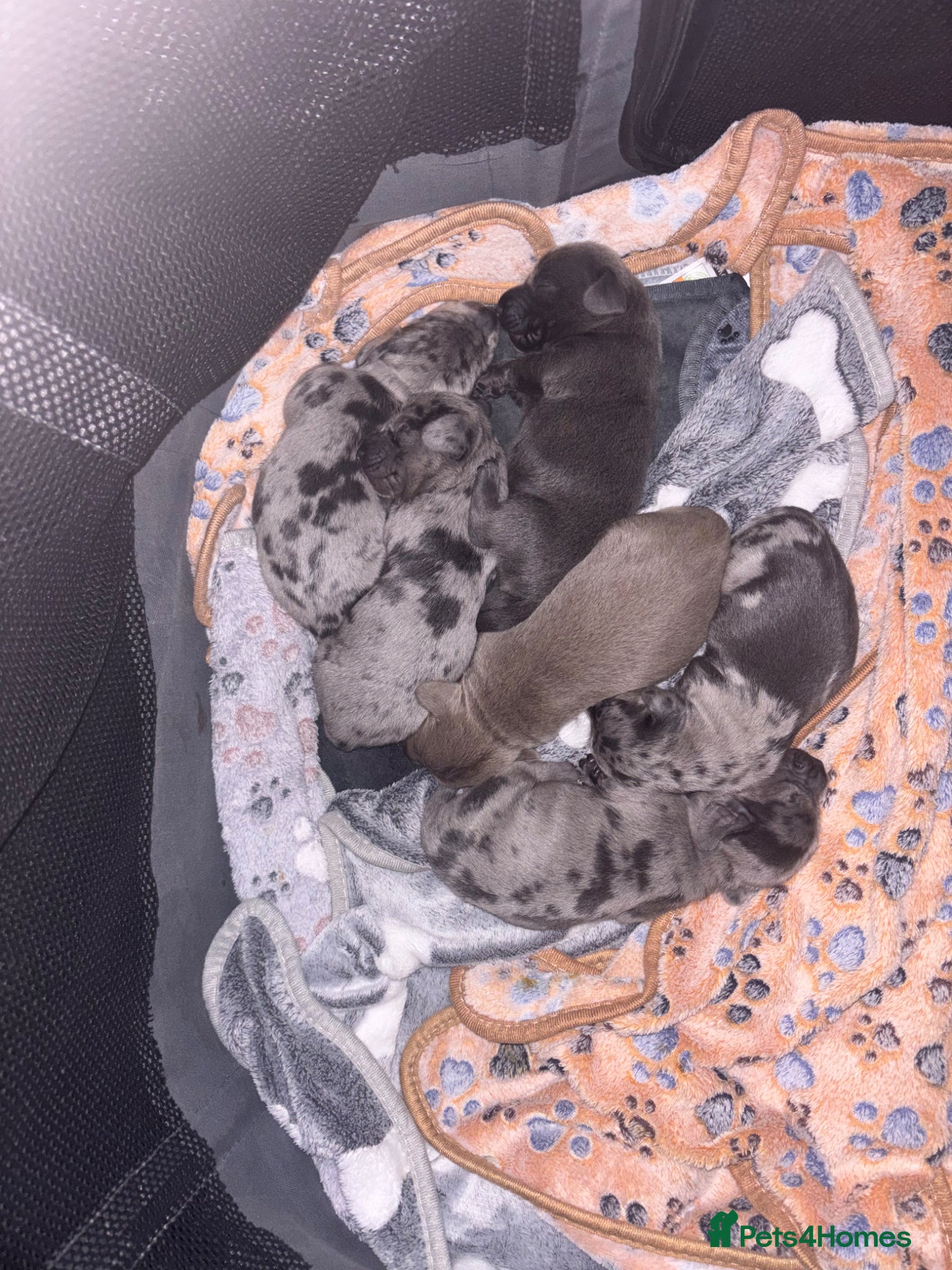 Miniature Dachshund dogs 🐾 Miniature Dachshund Puppies 4 Boys & 2 Girls 🐾 - Advert 14