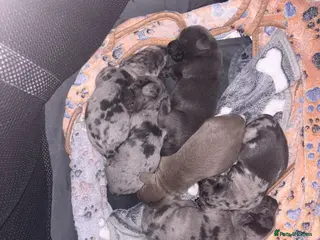 Miniature Dachshund dogs 🐾 Miniature Dachshund Puppies 4 Boys & 2 Girls 🐾 - Advert 14