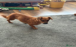 Mixed Breed dogs for adoption: Lovely Luna looking for LOVE - Image 10
