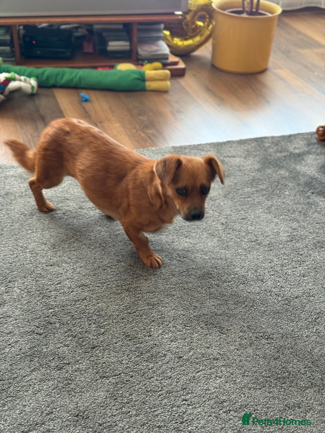 Mixed Breed dogs for adoption: Lovely Luna looking for LOVE - Image 10