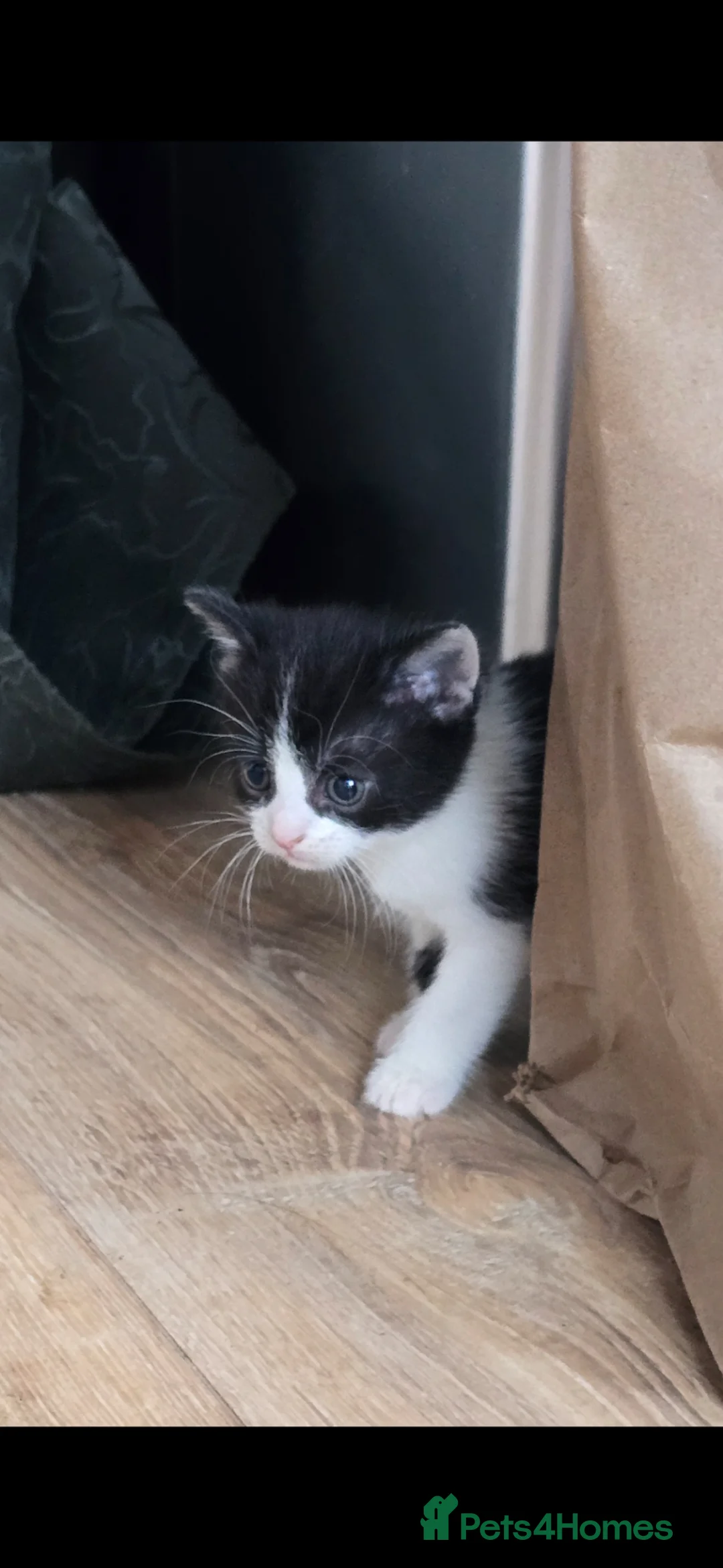 Mixed Breed cats for sale: Lovely 2 girl kittens 😸 😍  - Advert 17