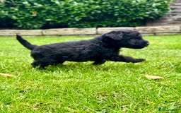 Bedlington Terrier dogs for sale: Stunning Bedlington Terrier puppies  - Image 14