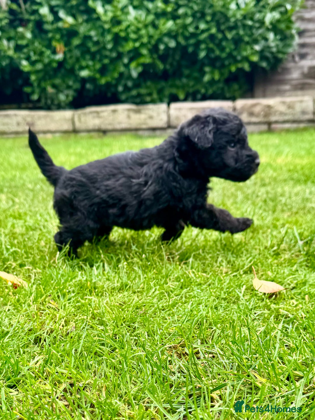 Bedlington Terrier dogs for sale: Stunning Bedlington Terrier puppies  - Image 14