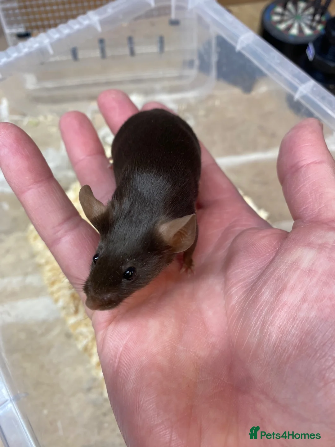 Mouse rodents for sale: Male and Female Fancy Mice  - Advert 2