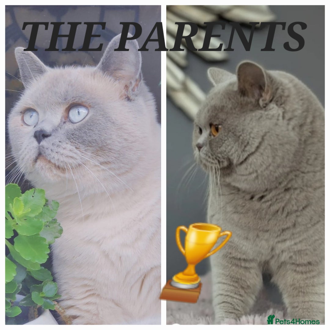 British Shorthair cats for sale: ‼️PRESTIGIOUS‼️🏆CH SIRED FEMAL - Advert 3