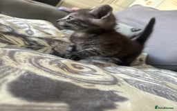 Bengal cats for sale: 4 beautiful part bengal kittens  - Image 13