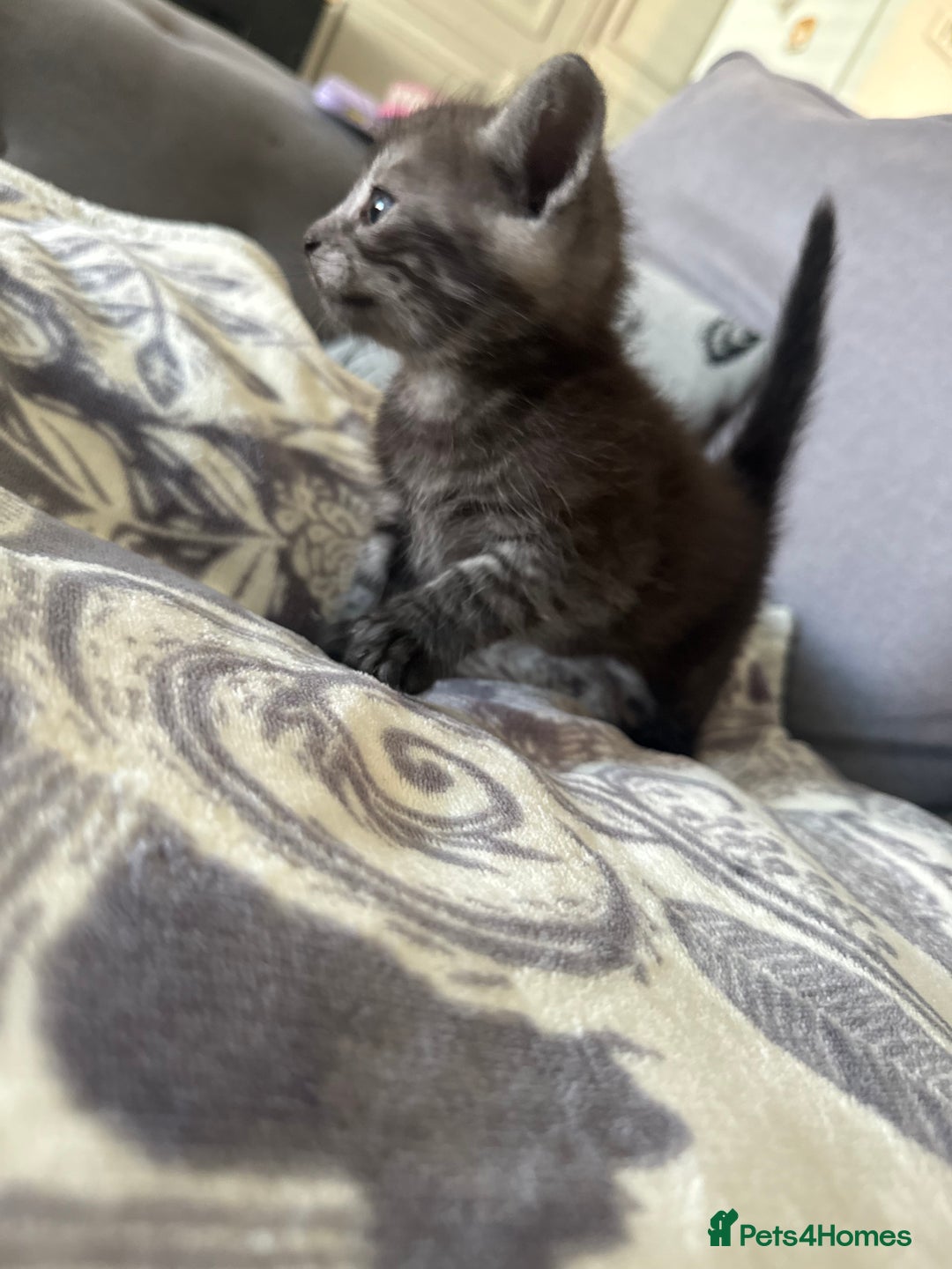 Bengal cats for sale: 4 beautiful part bengal kittens  - Image 13