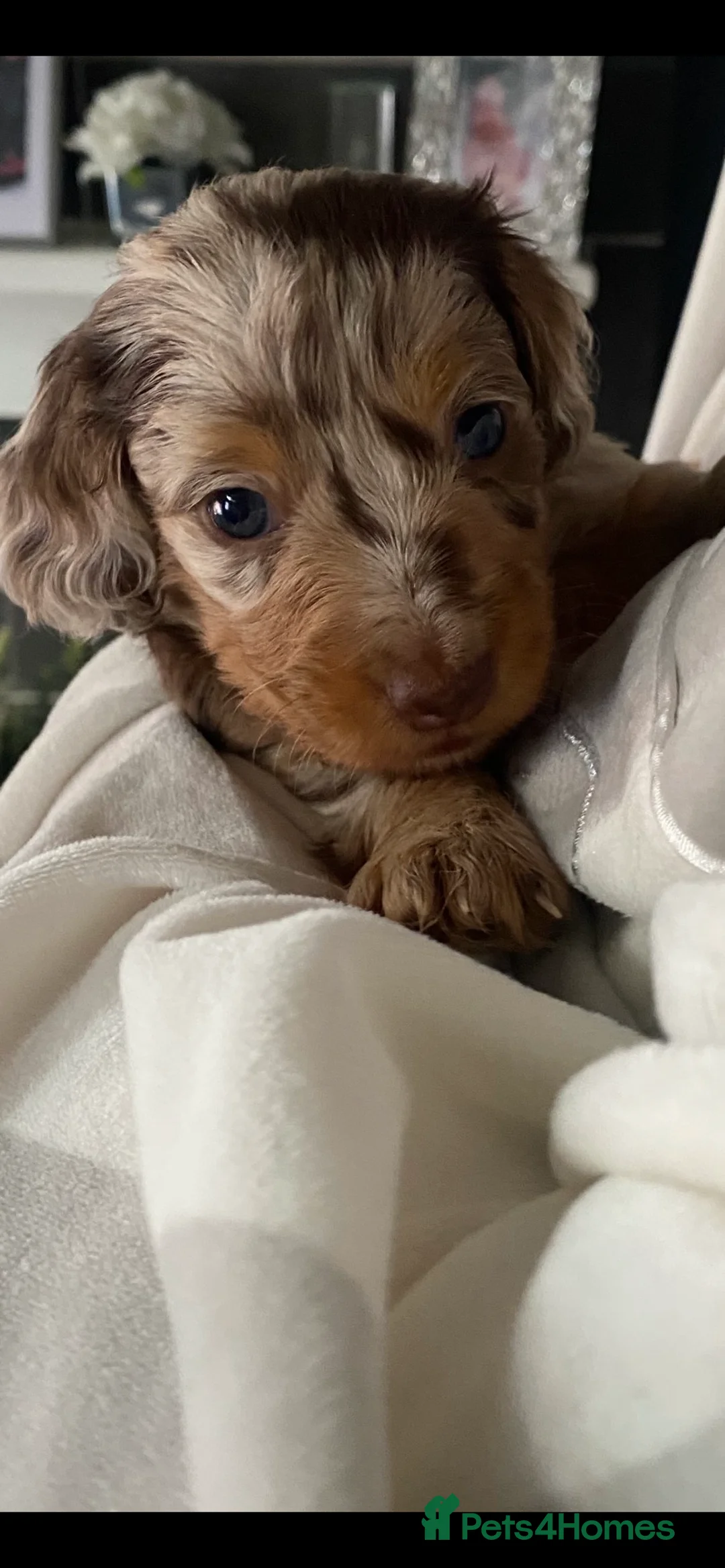 Miniature Dachshund dogs for sale: Stunning kc reg long haired mini dachshund pups  - Advert 2