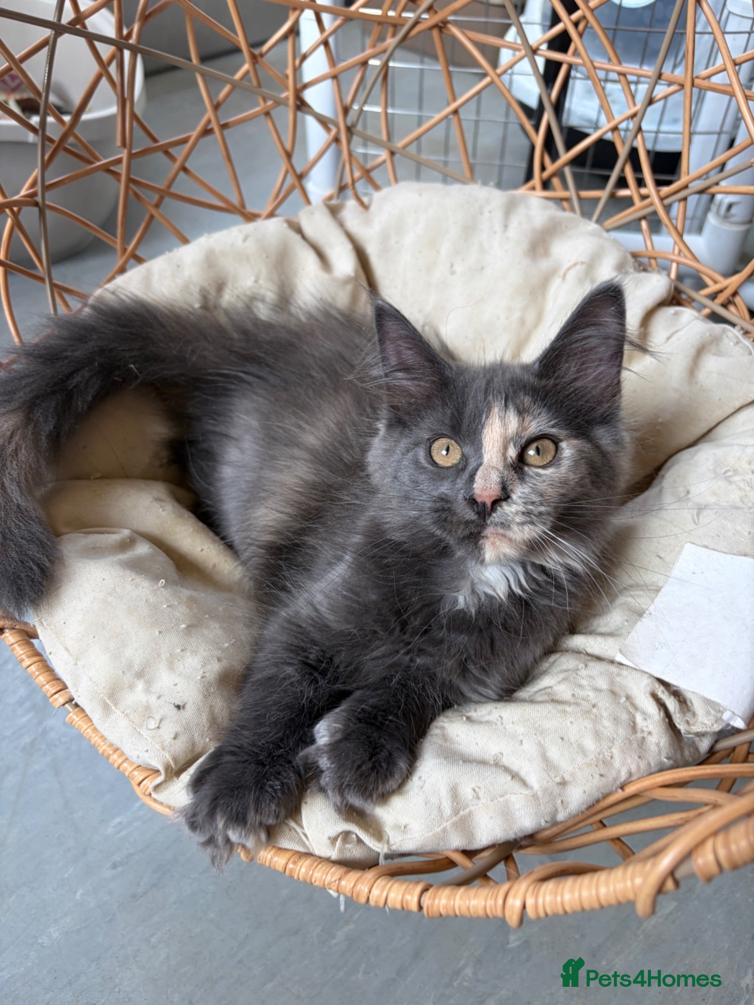 Maine Coon cats Maine coon kittens - Advert 5