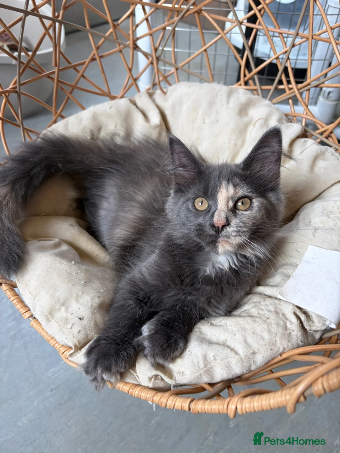 Maine Coon cats for sale: Maine coon kittens - Advert 1
