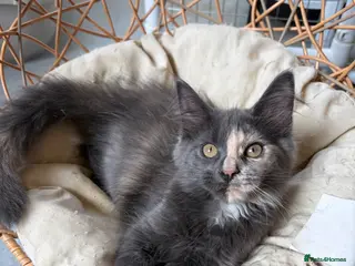 Maine Coon cats Maine coon kittens - Advert 5