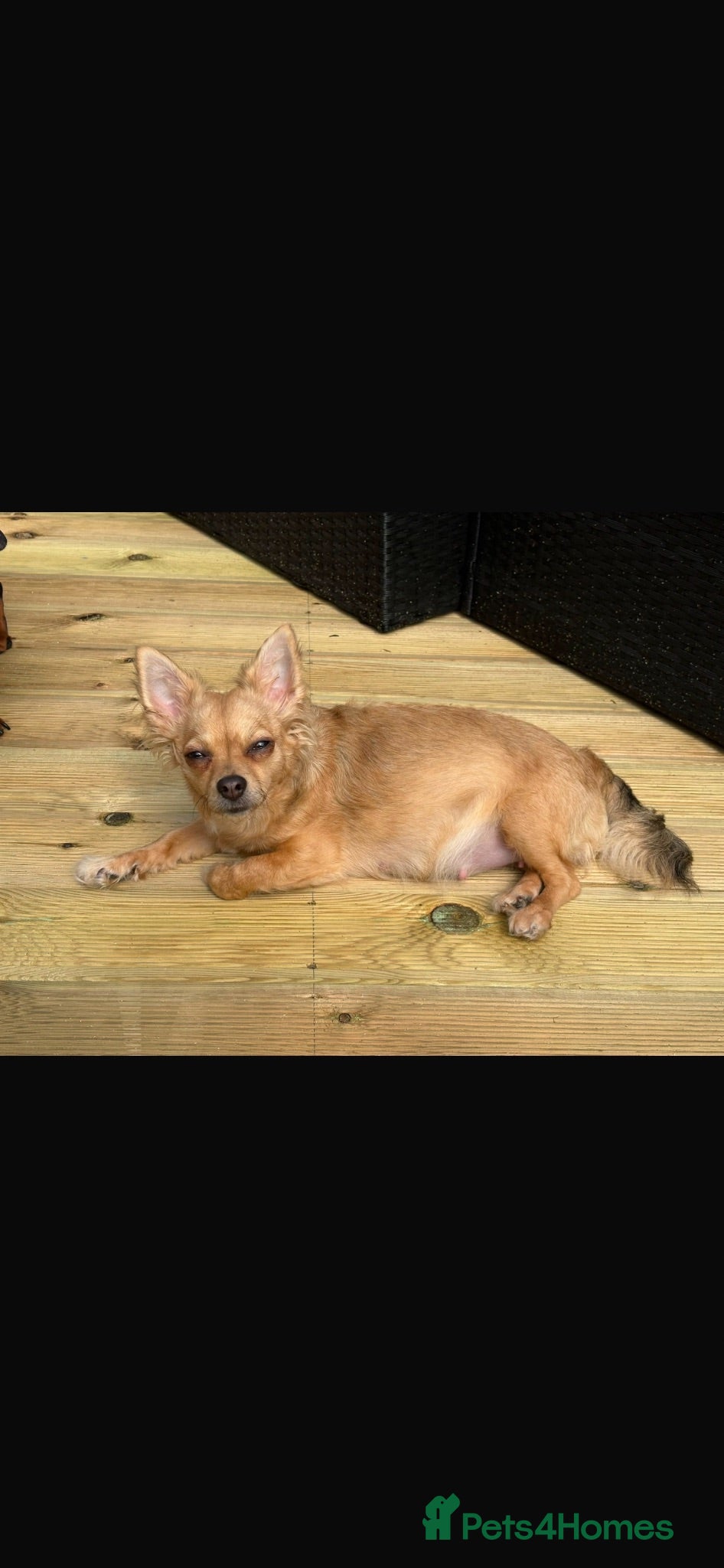 Chiweenie dogs Chiweenies Puppys - Advert 12