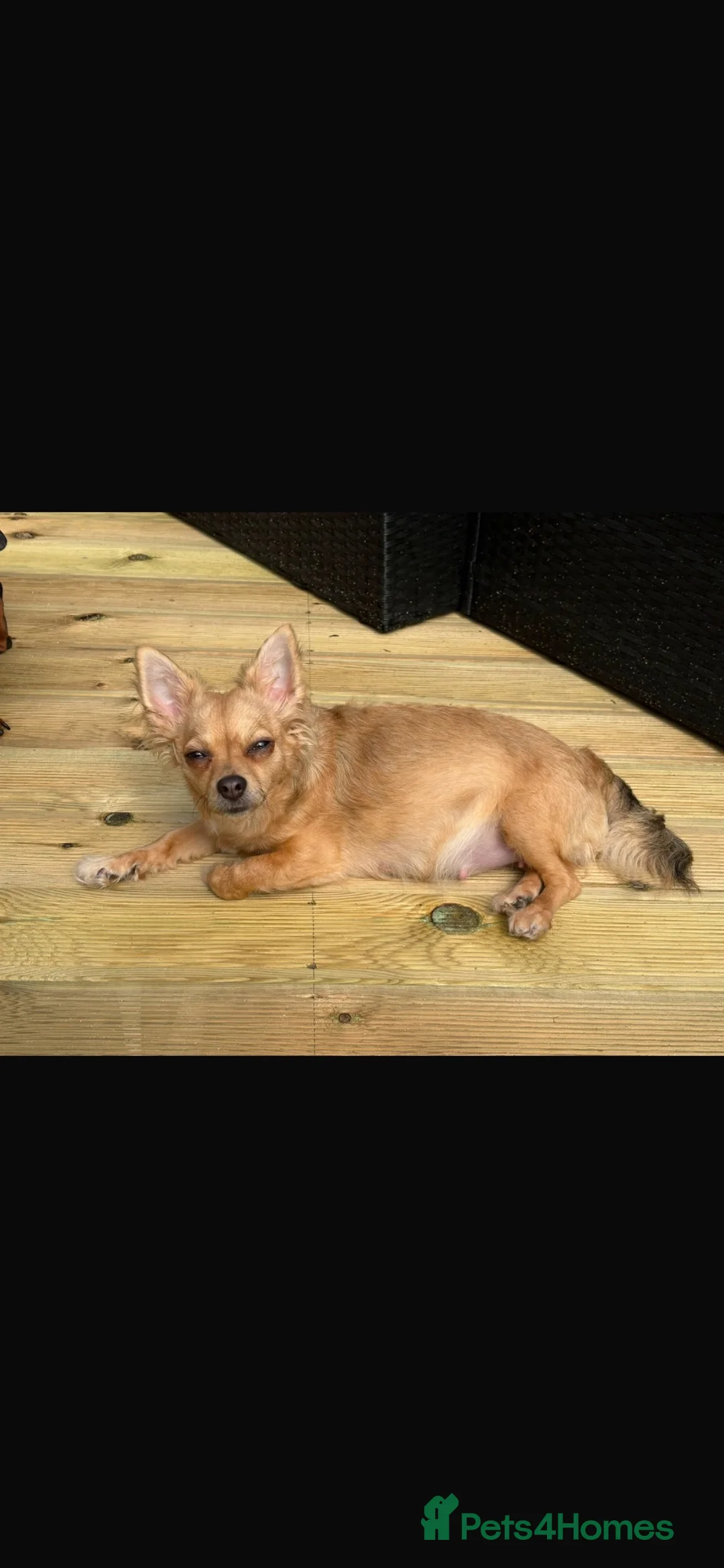 Chiweenie dogs for sale: Chiweenies Puppys - Advert 1
