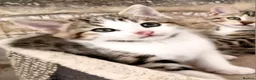 Mixed Breed cats for sale: 3 half bengal kittens - Advert 15