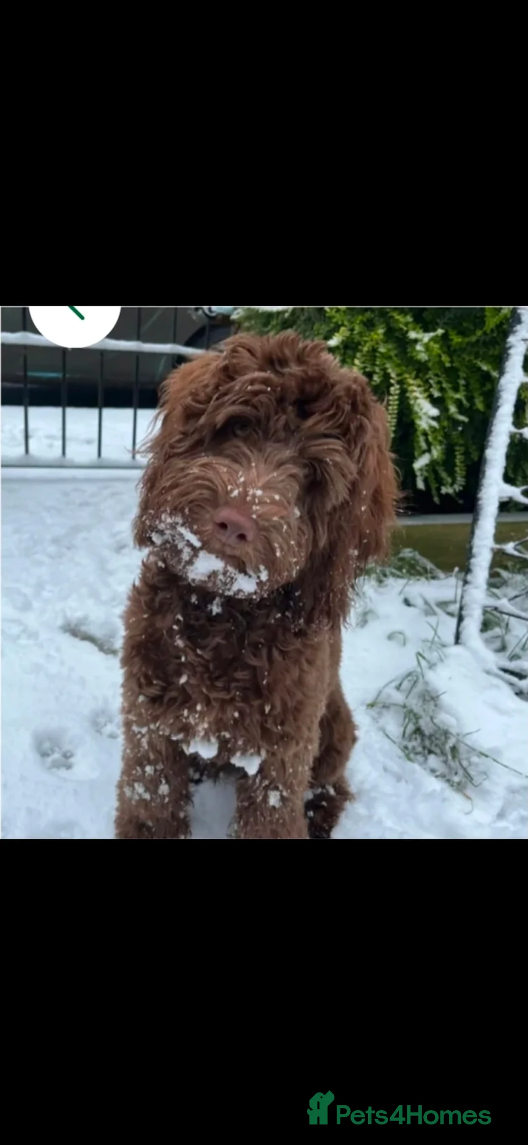 Cockapoo dogs for sale: Cockapoo Puppies  - Advert 4