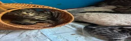 Bengal cats for sale: One Marble Bengal Female Remaining - Advert 4