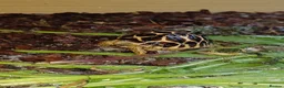 Tortoise reptiles for sale: INDIAN STAR TORTOISE BABY UK BRED AUTUMN 2025 - Advert 6