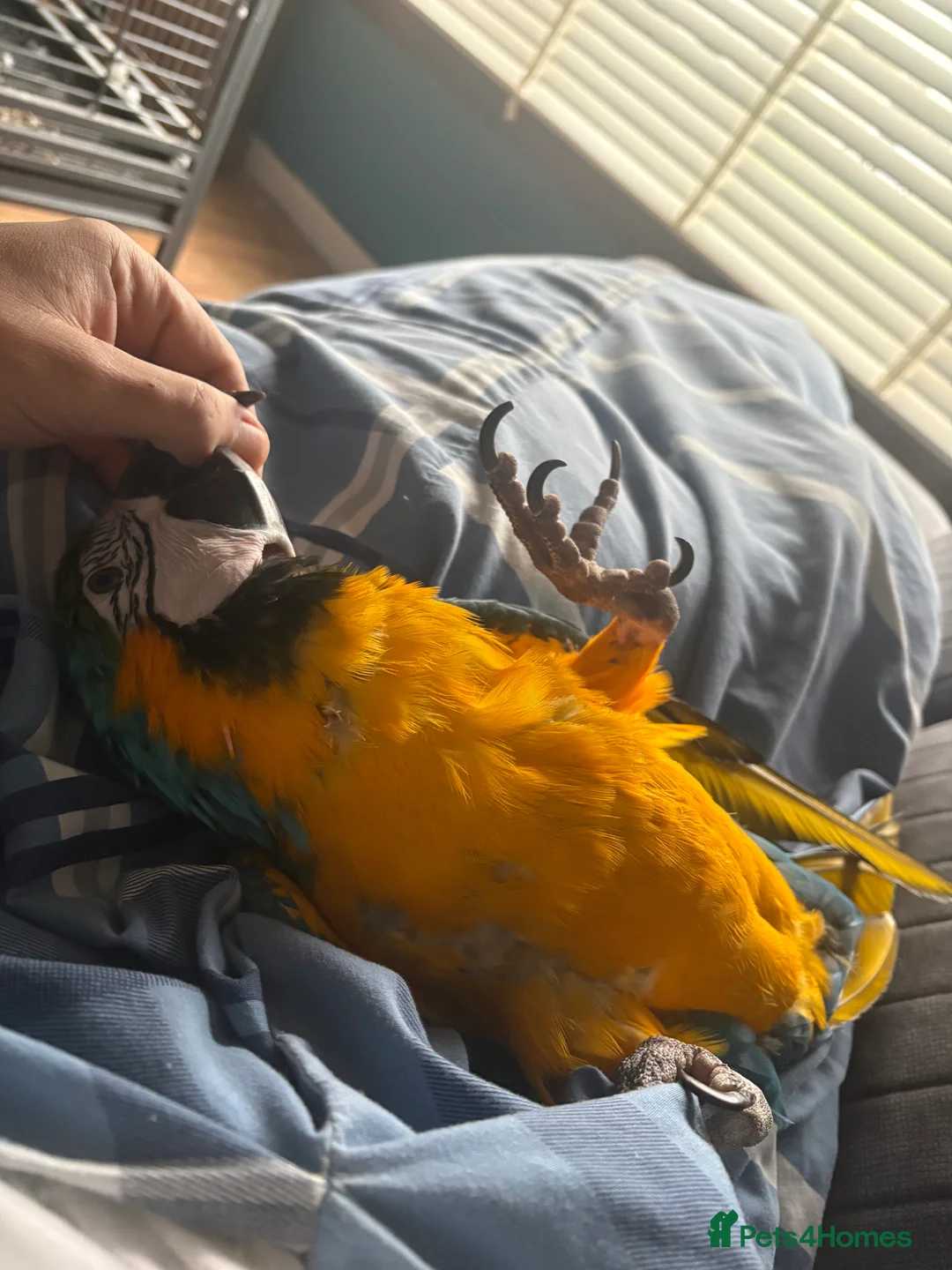 Macaws birds for sale: Macaw parrot  - Advert 1