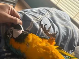 Macaws birds Macaw parrot - Advert 7