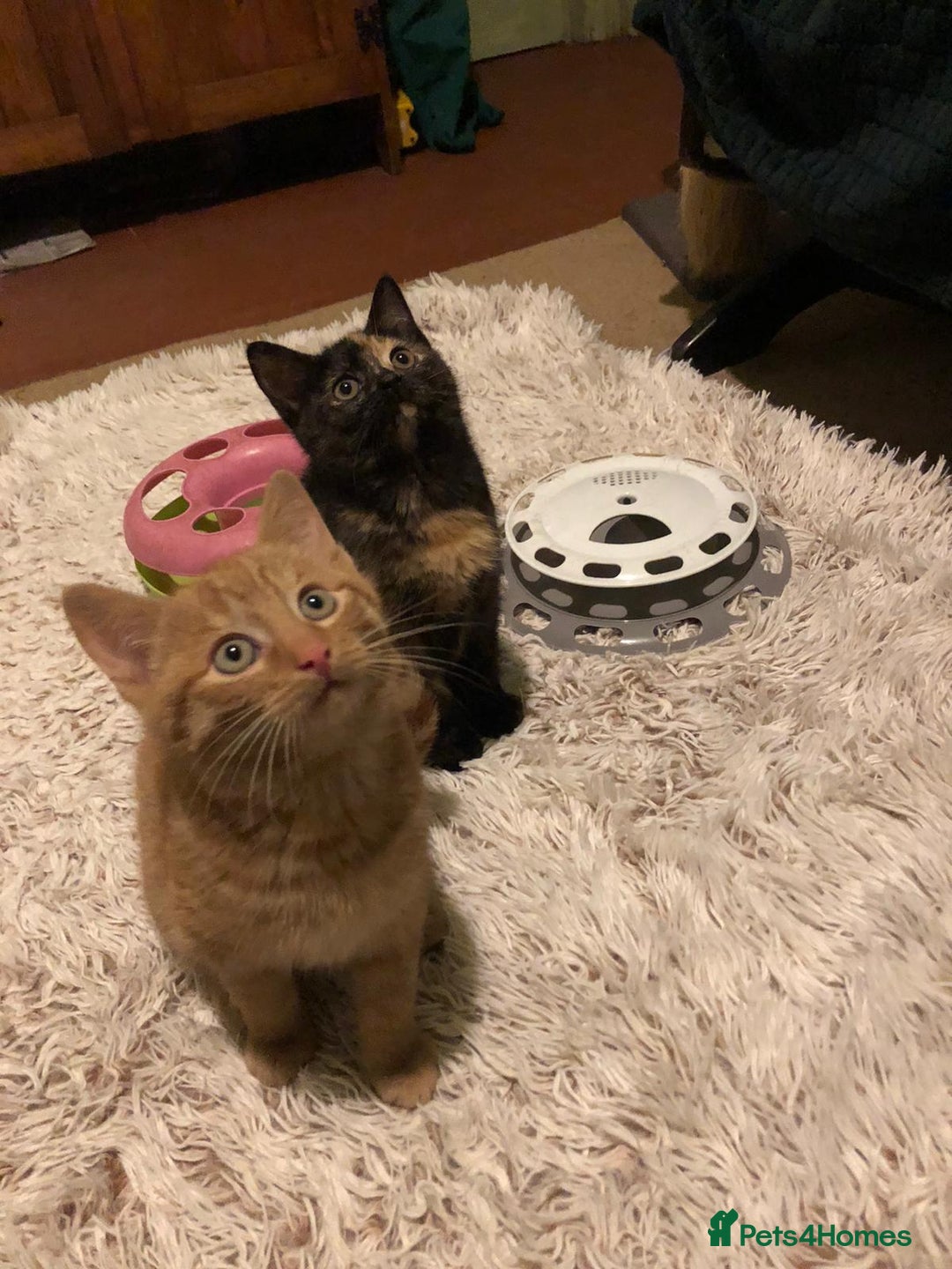 Mixed Breed cats for sale: 3 beautiful kittens looking for loving homes - Advert 11