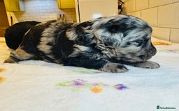 Labradoodle dogs for sale: Chunky Labradoodle Babies 🐾🐾🐾 - Image 1