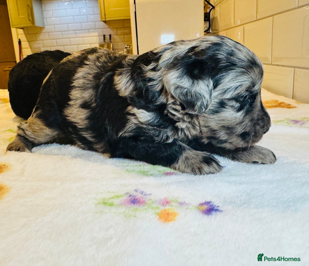 Labradoodle dogs for sale: Chunky Labradoodle Babies 🐾🐾🐾 - Image 1