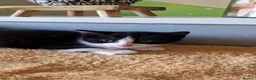Mixed Breed cats for sale: Noodle the boy cat  - Advert 4