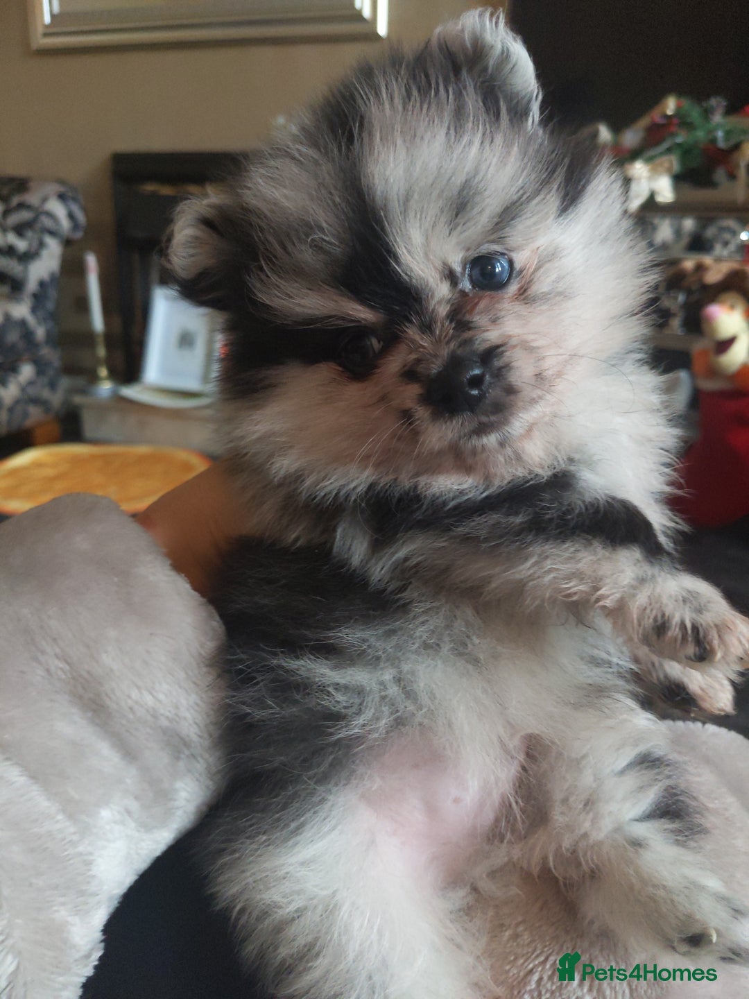 Pomeranian dogs for sale: Pomarian puppies for sale  - Advert 9