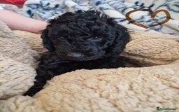 Labradoodle dogs for sale: Gorgeous miniature labradoodle puppies. - Image 12