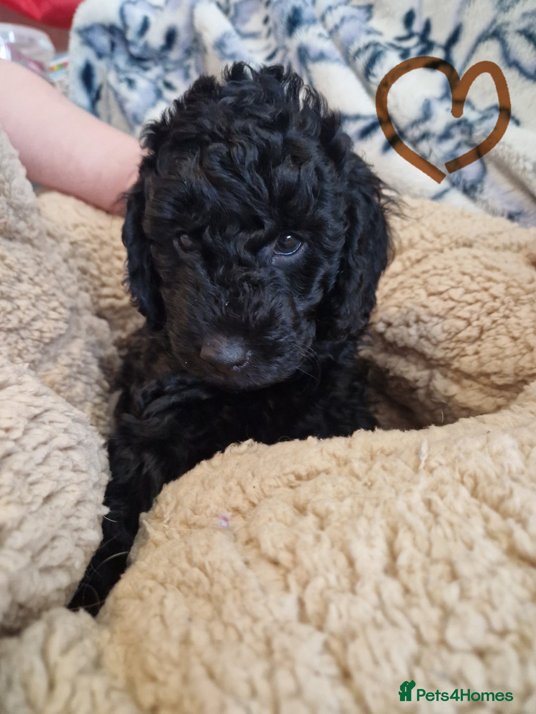 Labradoodle dogs for sale: Gorgeous miniature labradoodle puppies. - Image 12