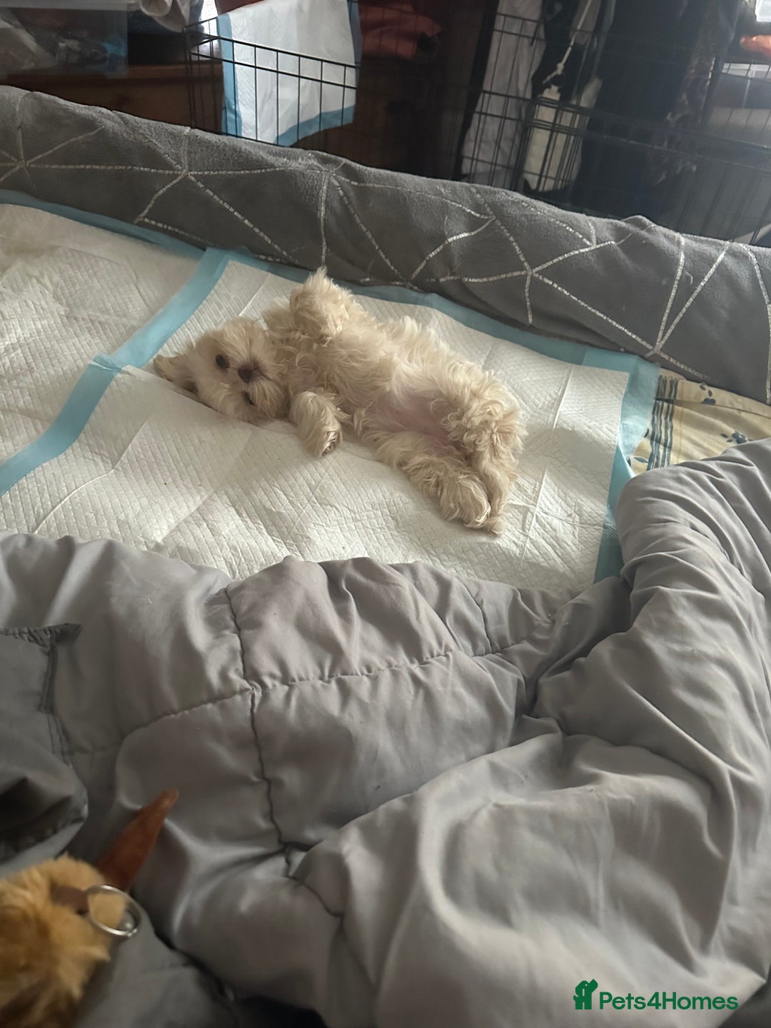 Shih Tzu dogs for sale: Lavender White Imperial Shih Tzu Puppies - Advert 19