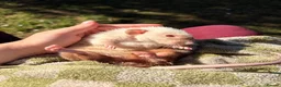 Rat rodents for sale: Wonderful elderly pet rat  in Crawley - Advert 3