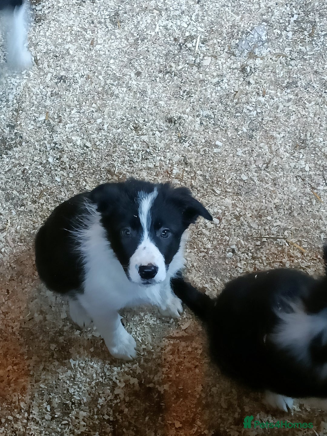 Border Collie dogs for sale: Border collie pups  - Advert 11