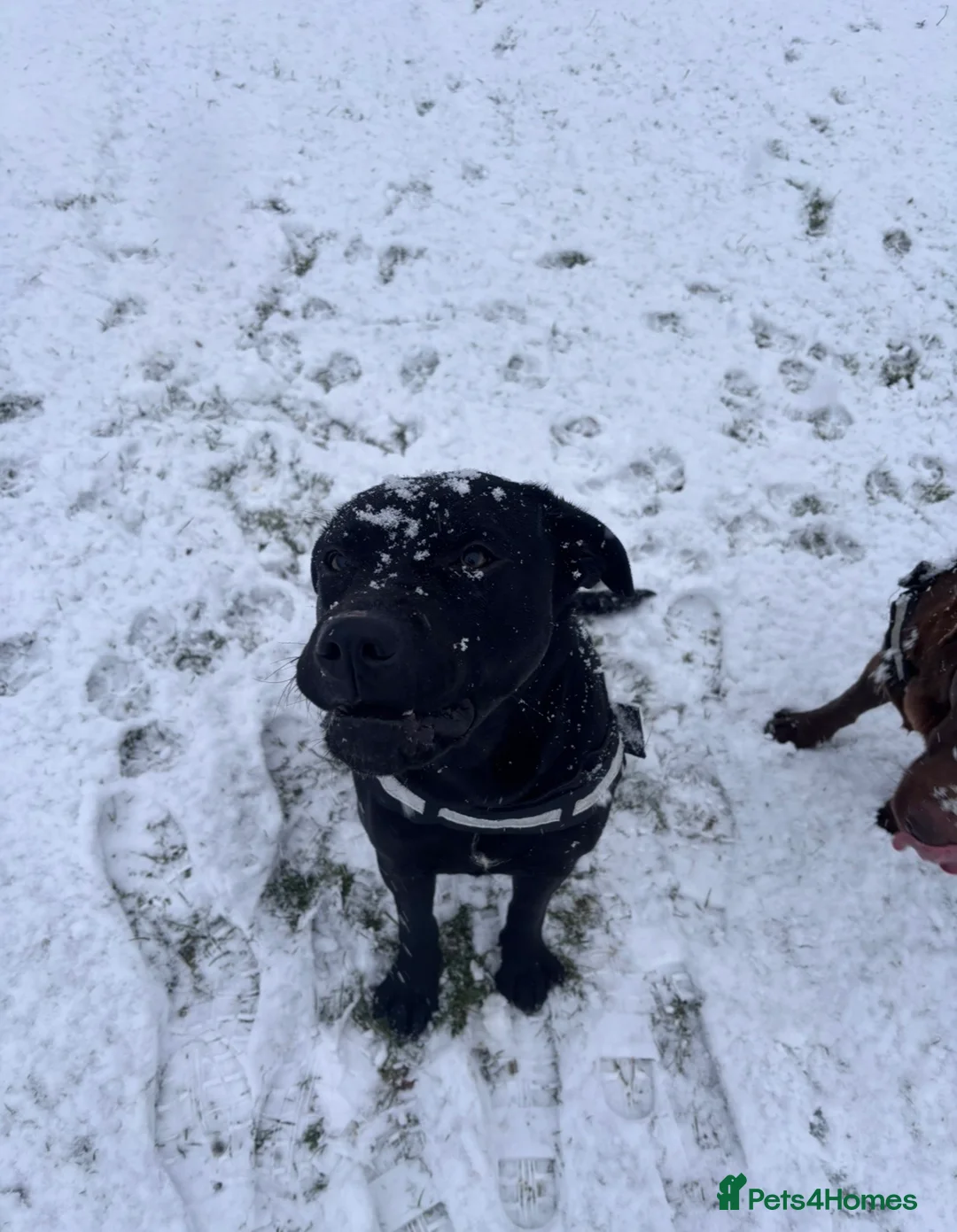 Mixed Breed dogs for sale: Doris black Labrador cross  - Advert 2