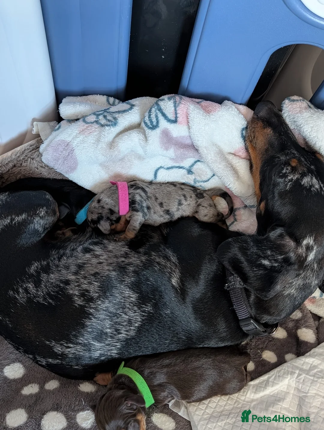 Miniature Dachshund dogs for stud: Smooth Cream Piebald for Stud  in Motherwell - Advert 6