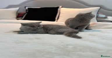British Shorthair cats GCCF Registered Lilac British Shorthair Boys - Advert 2