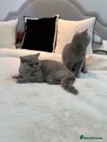 British Shorthair cats GCCF Registered Lilac British Shorthair Boys - Advert 2
