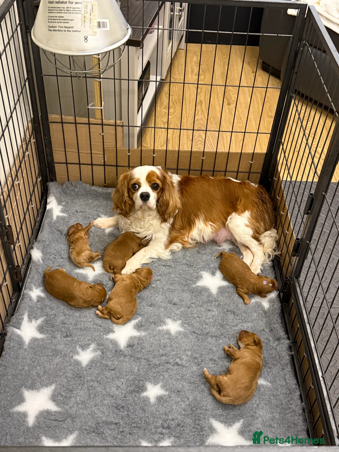 Cavapoo dogs for sale: Stunning, health tested, red Cavapoo pups  - Advert 3