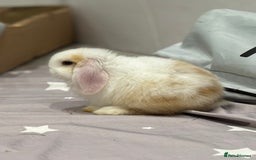 Mini Lop rabbits for sale: 2 beautiful mini lop girls available  - Image 6