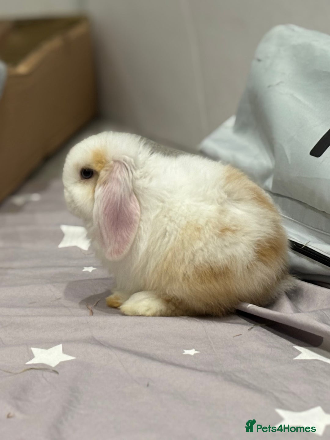Mini Lop rabbits for sale: 2 beautiful mini lop girls available  - Image 6
