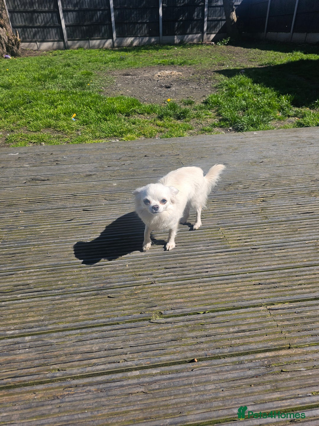 Chihuahua dogs for sale: Long haired chihuahuas  - Advert 2