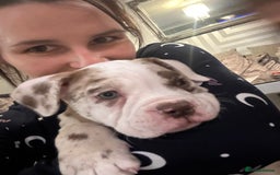 Olde English Bulldogge dogs for stud: OEB 🐶⭐️DEL~BOY ⭐️🐶 First time Stud  - Image 21