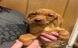 Labrador Retriever dogs for sale: KC registered red Labrador pups bitches only  - Image 11