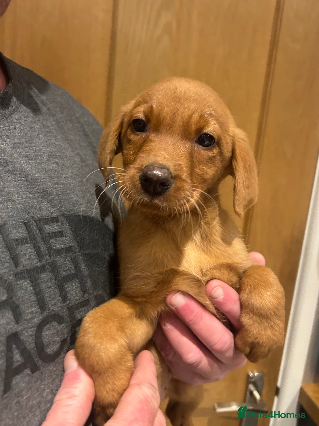 Labrador Retriever dogs for sale: KC registered red Labrador pups bitches only  - Image 11