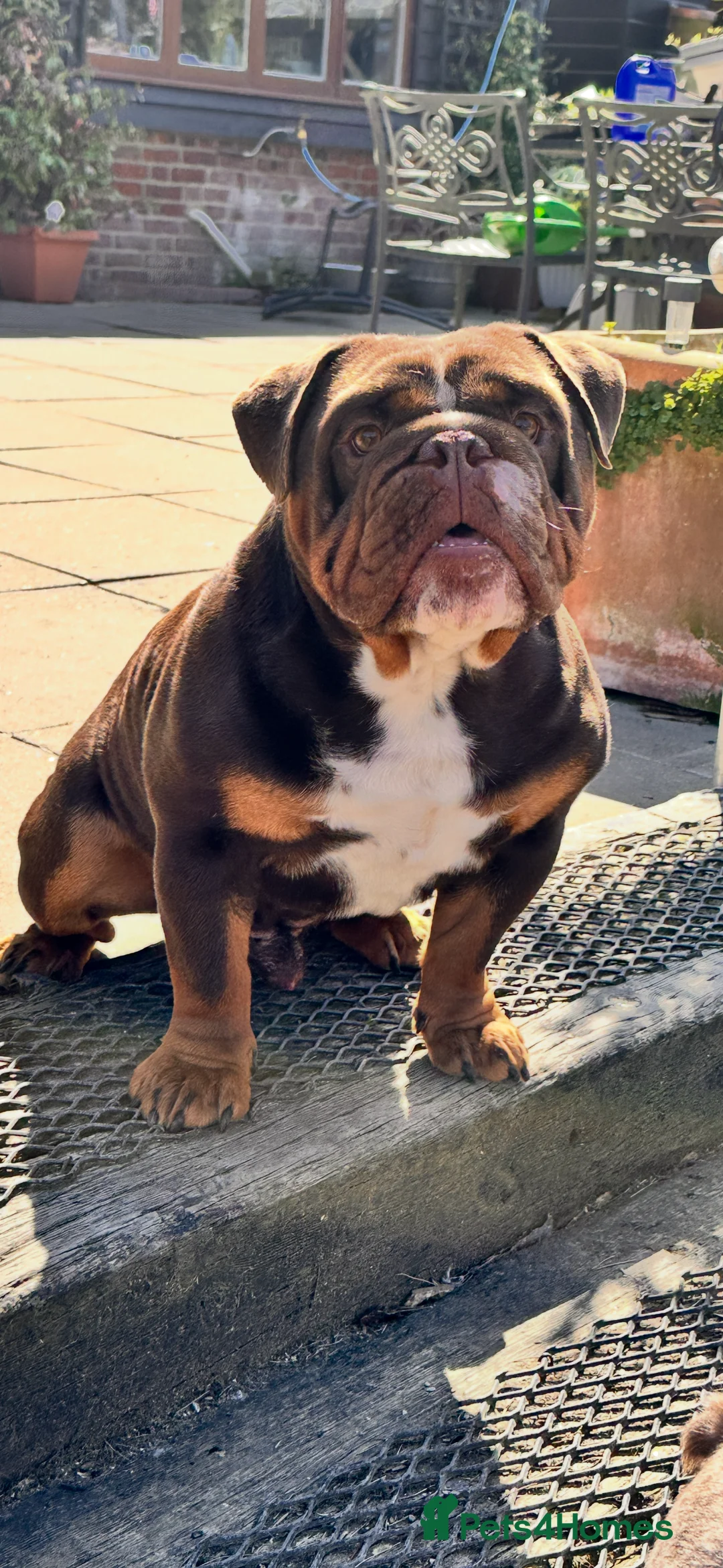 English Bulldog dogs for stud: Chocolate English bulldog for stud  - Advert 6