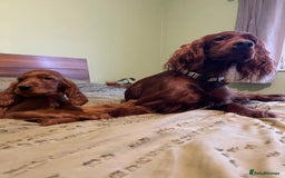 Irish Setter dogs for sale: Beautiful KC-Reg Irish Setter Girl – Ready Now - Image 5