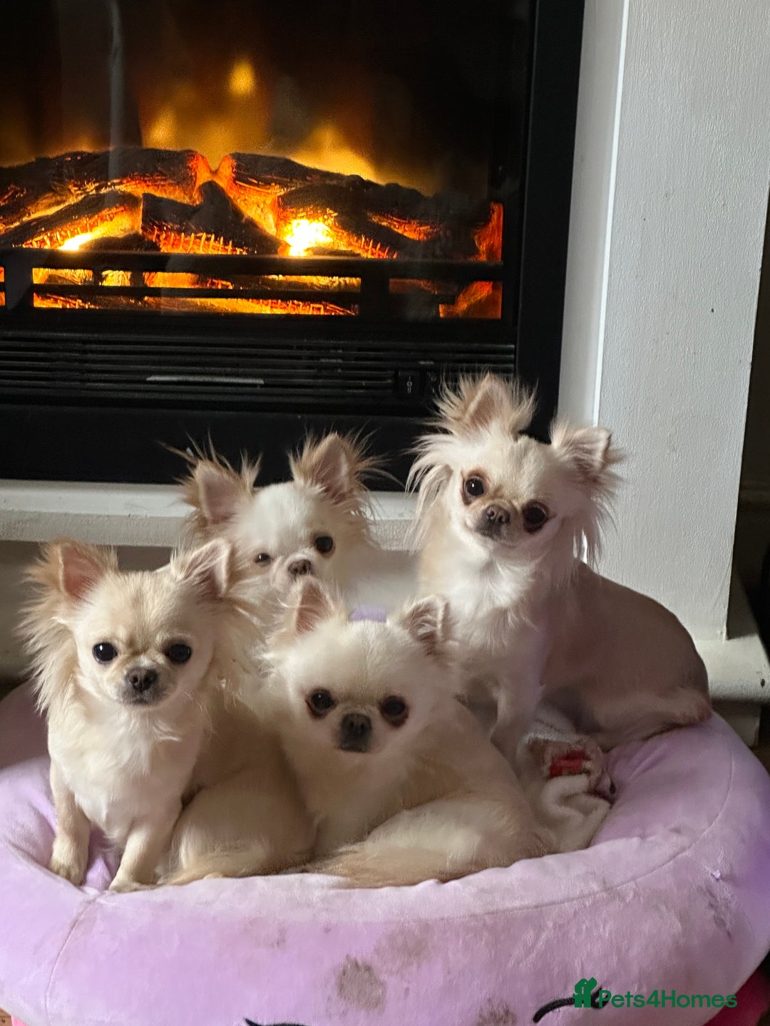 Chihuahua dogs for sale: KC Reg Champion Russian lines LONG COAT puppies - Image 23