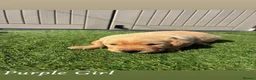 Labrador Retriever dogs for sale: 🐾Exceptional KC Registered Labrador Puppies🐾 - Advert 3